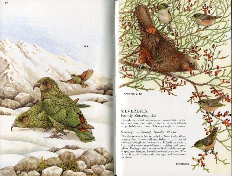 Elaine Powers illustrations in 'Bush and High Country Birds of New Zealand'