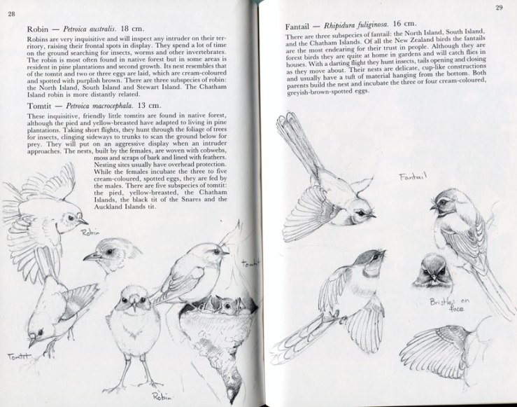 Elaine Powers illustrations in 'Bush and High Country Birds of New Zealand'